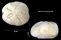 Mecaster batnensis